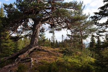 Obraz premium tree in forest