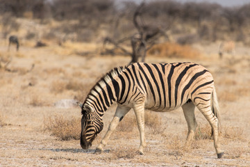 Obraz na płótnie Canvas zebra grazing in the savannah, Etosha National Park, Namibia