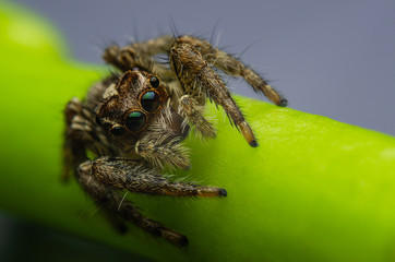 jumping spider on green leaf