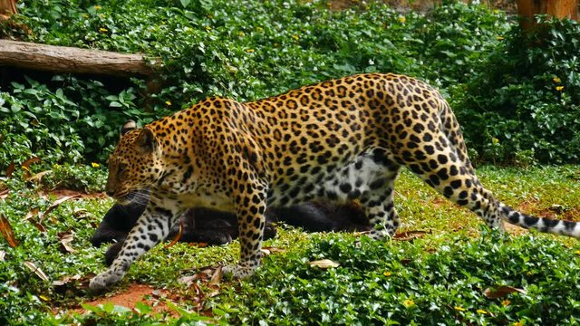 4k of Black panther and leopard Mating lying down on the grass