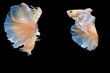 Rhythmic of Betta fish, siamese fighting fish betta splendens (Halfmoon red dragon betta ),isolated on black background.