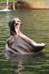 カバ　Hippopotamus