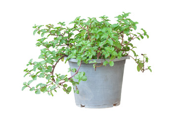 Peppermint tree in black plastic pot isolated on white background included clipping path.