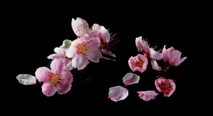Spring flowers isolated on black, with clipping path