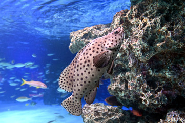 水玉模様がとても可愛いサラサハタの泳ぐ姿（日本の東京池袋サンシャイン水族館）