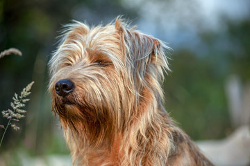 Close-up photography of the head of a mongrel dog illuminated by the light of the sunset.