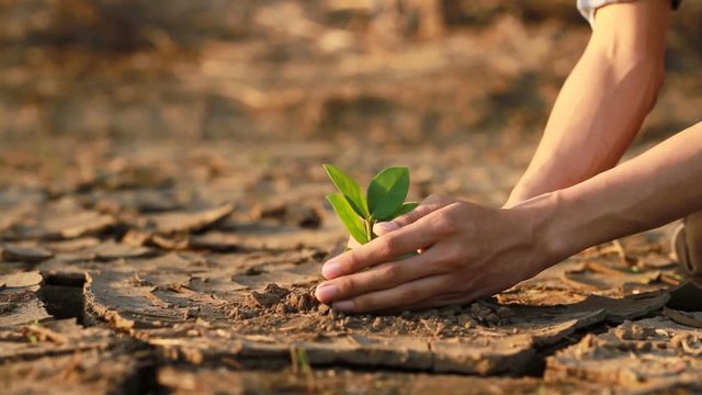 Farmer hands planting young tree in desert where had a dry cracked soil metaphor Climate change, Drought and environment disaster.