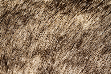 Close up gray dog skin for pattern and background