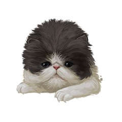 Obraz premium Persian kitten with fluffy fur, digital art illustration. Persian longhair watercolor portrait in closeup. Feline breed of Shirazi or Iranian cat originated from Iran. Domesticated pet drawing