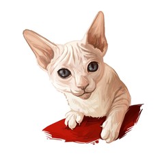 Peterbald kitten digital art illustration. Felis catus from Russia, Russian feline breed of domestic pets. Face and paws of mammal animal. Watercolor realistic portrait of kitty with long ears