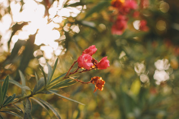 Blooming oleander in the italian garden. Soft focus on photo and author processing