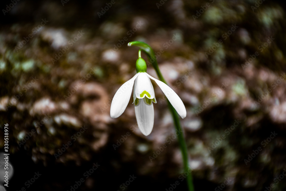 Wall mural snowdrop two and