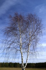 Obraz premium Blattlose Birke