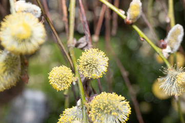 willow catkin with lots of pollen at the beginning of spring