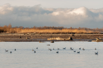 Bodensee mit Möwen im Wasser