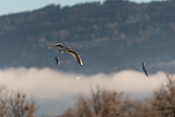 möwe im flug