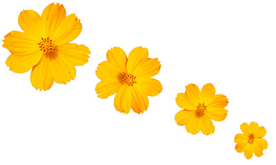 Design yellow yerbera flower in isolated