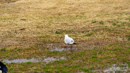 seagull on the grass