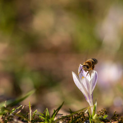 Biene sitzt auf Krokus zur Nahrungsaufnahme