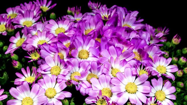 White Purple Cineraria Flowers Blooming in Time Lapse on a Black Background. Opens Blossoms and Moves Petals while Grows. Senecio