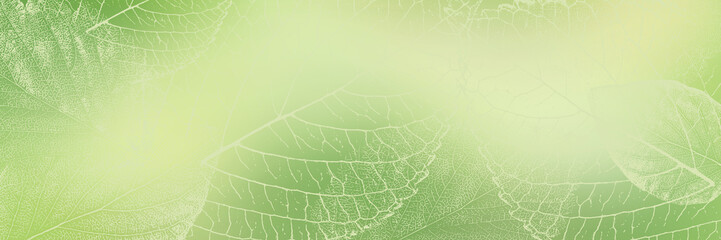 Light spring background, shades of green, banner, leaves