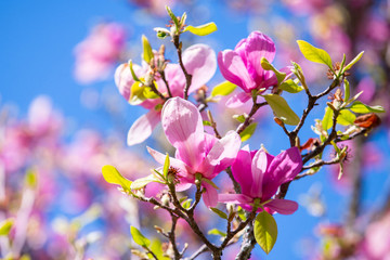 pink flowers of magnolia tree