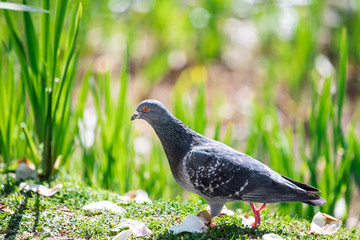 Pigeon walk alone on grass