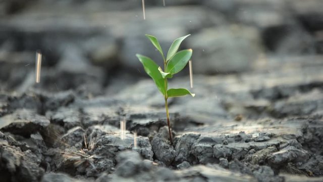 watering a plant slow motion green leaves , ecology concept