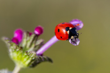 Ladybug and spring flower on sun