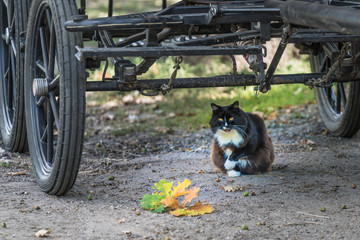 black cat with white breast and yellow eyes, sitting in autumn, under a cart, vintage effect