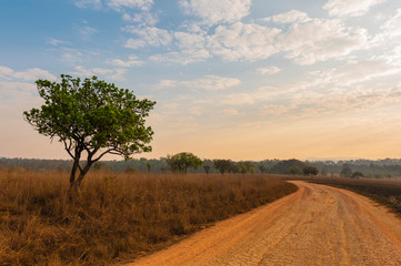 Summer season of savanna in National Park of Thailand named Thung Salaeng Luang
