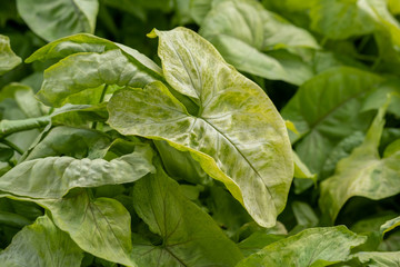 Macro shot of syngonium pixie leaves growing in greenhouse