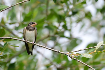 Junge Rauchschwalben	