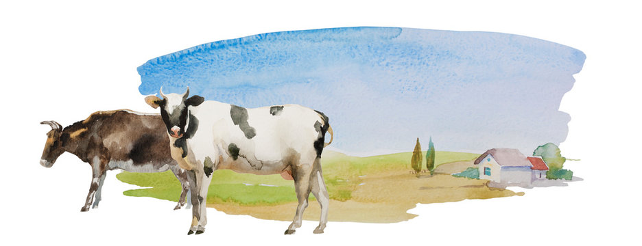 Cow and bull on the simple watercolor landscape with meadows and lonely house with some trees. Horisontal rural illustration isolated on white background
