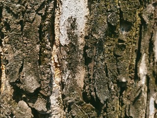 bark of a tree