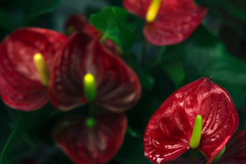 Anthurium with shiny glossy red petals on a green background. Closeup
