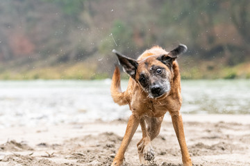 Hund schüttelt sich