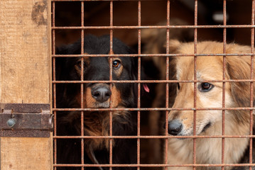 Homeless black and red dogs sitting in cage behind rusty metal bars waiting for being adopt to new...