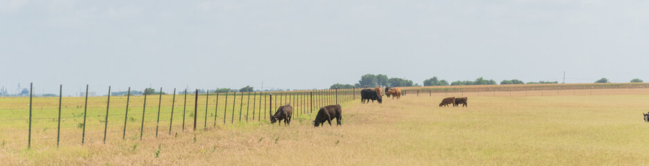 Panoramic view pasture raised cows grazing grass on ranch with wire fence in Waxahachie, Texas, USA