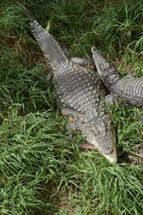 Juvenile Crocodiles at Le Bonheur Croc Farm, South Africa