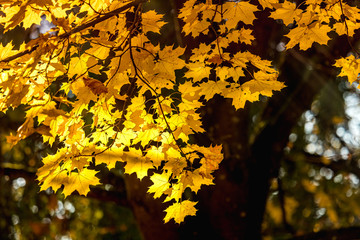 Colorful autumn foliage in the park