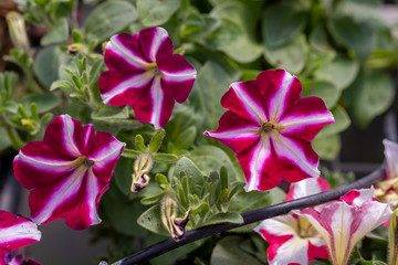 Beautiful petunia flowers grown in greenhouse