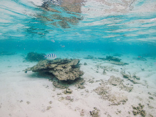 Passage for swimmers and snorkelers through the coral reef of tropical Mauritius island