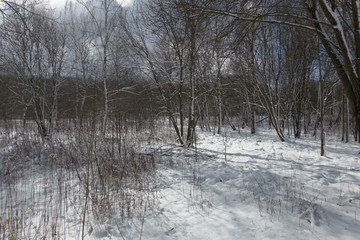 Forest in winter, edge with birches 