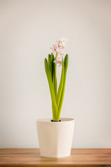 Hyacinth in a flowerpot on a light wall background. Beautiful young hyacinth flower with pink and white   petals. A flower with many pink buds and beautiful green leaves.