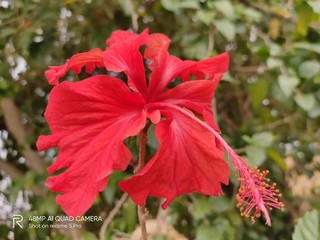 flower, red, hibiscus, nature, plant, garden, tropical, green, flowers, bloom, beautiful, flora, leaf, beauty, blossom, summer, macro, pink, leaves, floral, color, petal, bright, closeup, natural