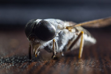 Mixed light. Horsefly or Gadfly or Horse Fly Diptera Insect Macro. Selective focus.