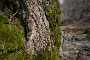 tree with moss on roots in a green forest or moss on tree trunk. Tree bark with green moss. Azerbaijan nature.