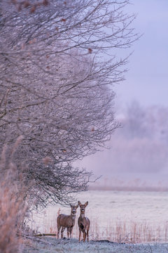 Rehe im Feld
