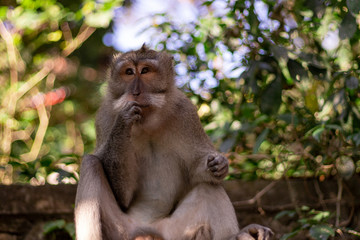 Naklejka na ściany i meble closeup of a sitting monkey eating peanuts